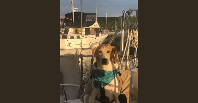 Celia, an American Foxhound tested with EmbarkVet.com