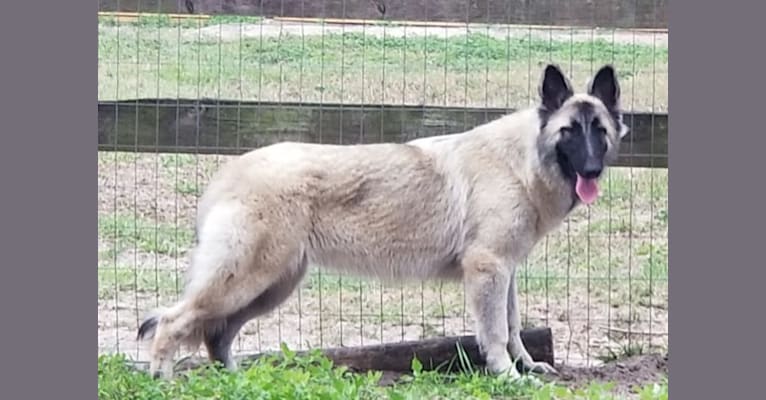 Athena, a German Shepherd Dog tested with EmbarkVet.com