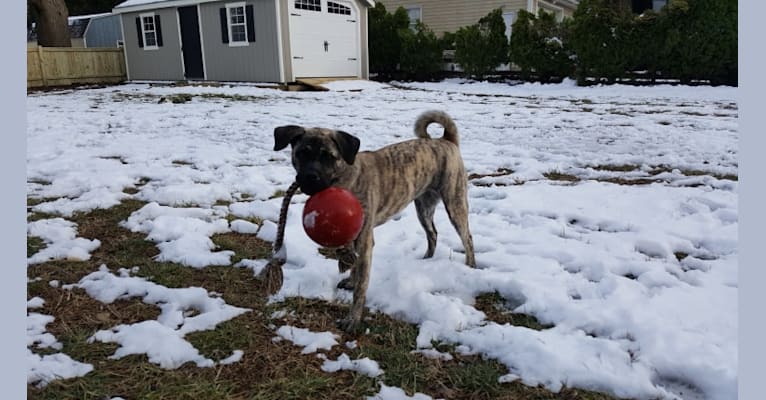 Paisley, a Pug and Akita mix tested with EmbarkVet.com