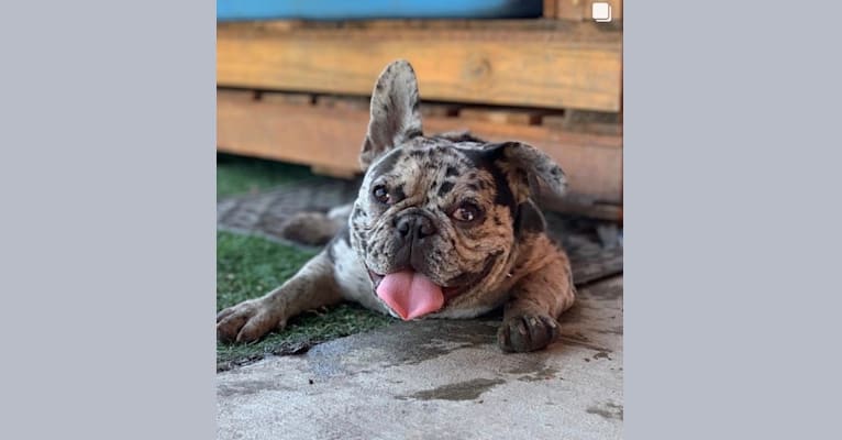 Otis, a French Bulldog tested with EmbarkVet.com