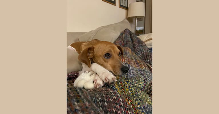 Roo, a Beagle and Rat Terrier mix tested with EmbarkVet.com