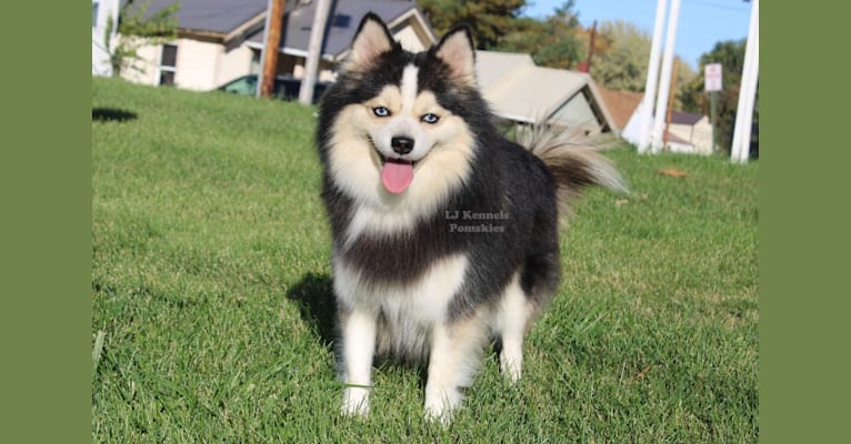 Trippy, a Pomsky tested with EmbarkVet.com