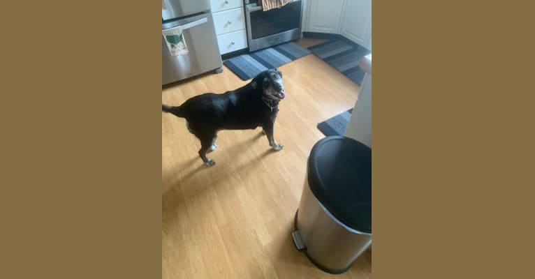 Sunny, a Labrador Retriever and Rat Terrier mix tested with EmbarkVet.com