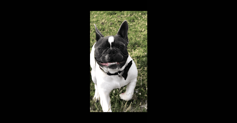 Byron, a French Bulldog tested with EmbarkVet.com