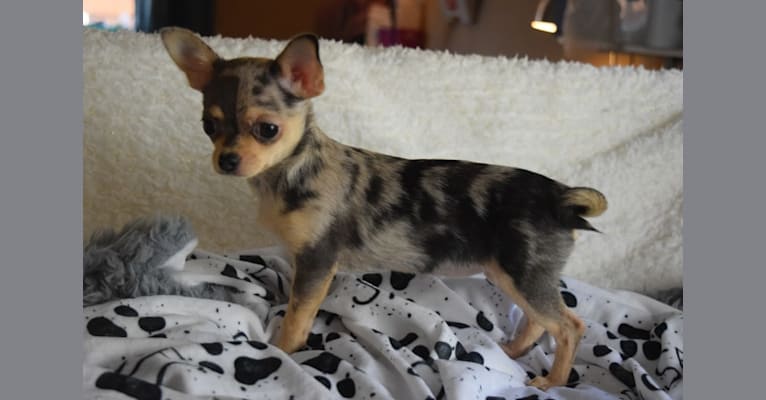 London, a Chihuahua tested with EmbarkVet.com