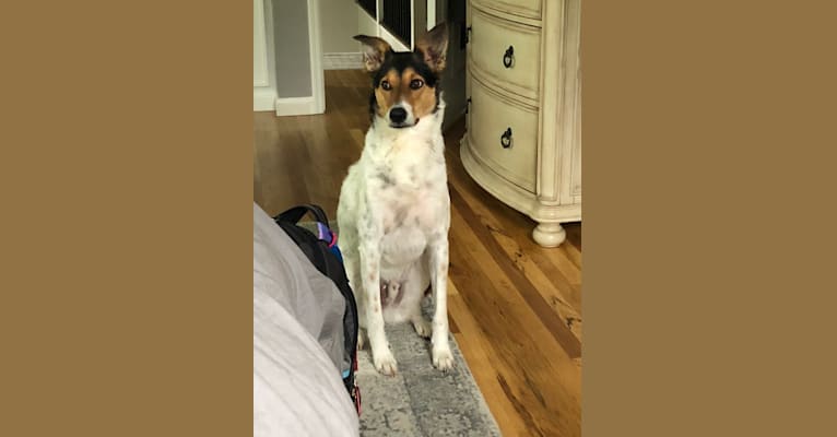Rat terrier shepherd mix 2025
