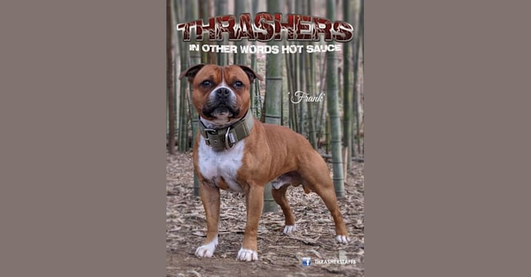 Photo of Frank "Thrashers In Other Words Hot Sauce", a Staffordshire Bull Terrier  in Palm Beach, FL, USA