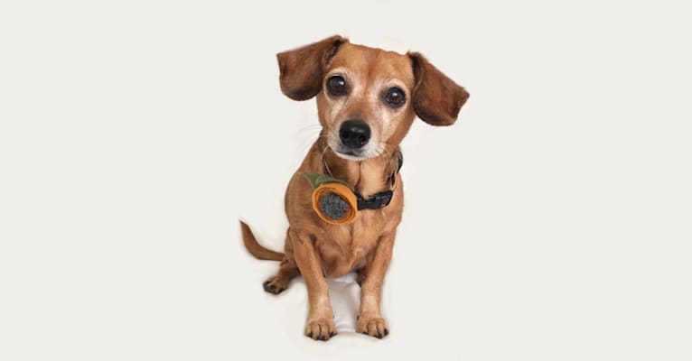 Yippy, a Chihuahua and Dachshund mix tested with EmbarkVet.com