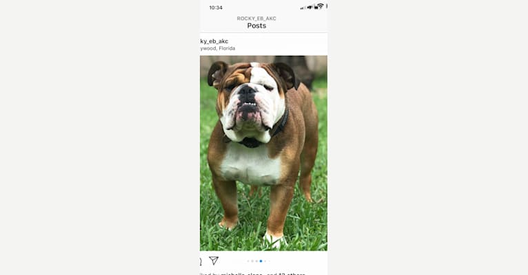 Rocky, a Bulldog tested with EmbarkVet.com
