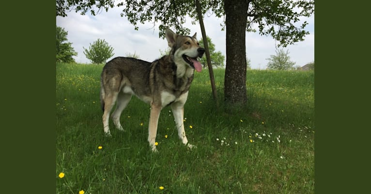 Sharik, a Saarloos Wolfdog tested with EmbarkVet.com