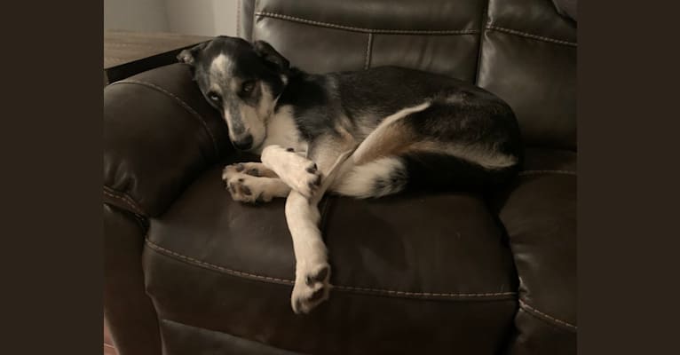 Photo of Rambo, a Siberian Husky, Rottweiler, German Shepherd Dog, and Mixed mix in Winnipeg, Manitoba, Canada