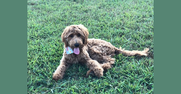 Photo of Prince, a Goldendoodle  in Columbia, TN, USA