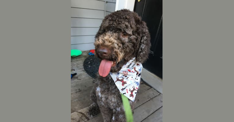 Photo of Finley, a Lagotto Romagnolo  in Holtwood, PA, USA