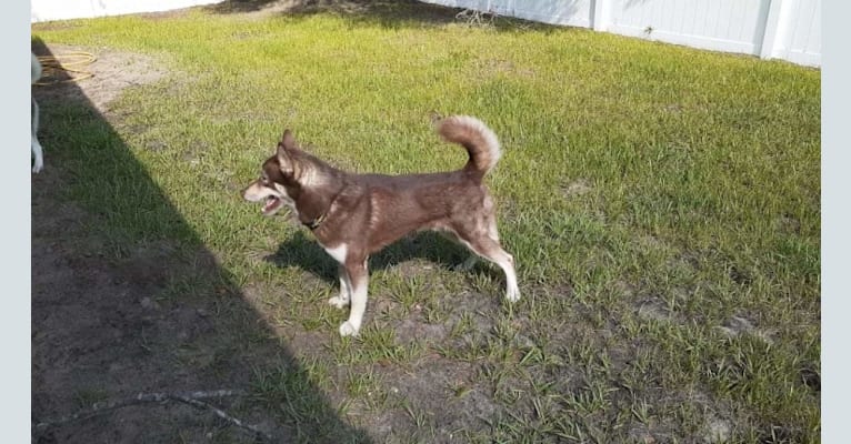 Photo of Ace, a Siberian Husky  in Gordon, GA, USA