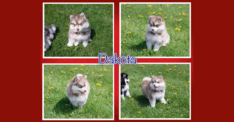 Dakota, a Pomsky tested with EmbarkVet.com