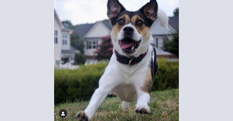 Reya, a Staffordshire Terrier and Golden Retriever mix tested with EmbarkVet.com