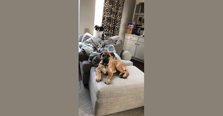 Baloo, a Cane Corso and Labrador Retriever mix tested with EmbarkVet.com
