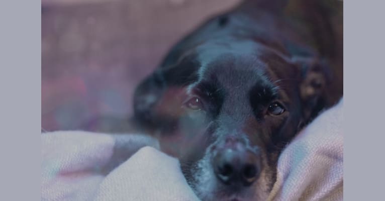 Ajax, a German Shepherd Dog and Labrador Retriever mix tested with EmbarkVet.com