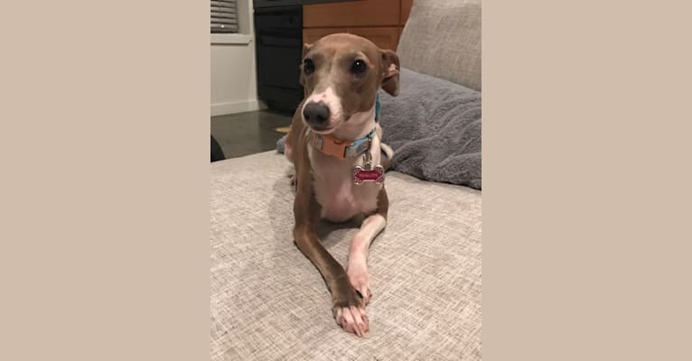 Photo of Penelope, an Italian Greyhound  in Atlanta, Georgia, USA