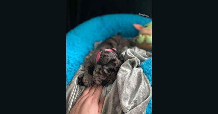 Pink Lady, a French Bulldog tested with EmbarkVet.com