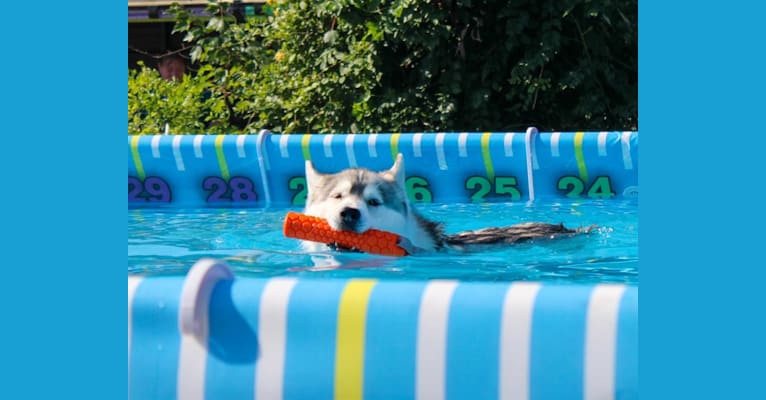 Noxus, a Siberian Husky tested with EmbarkVet.com