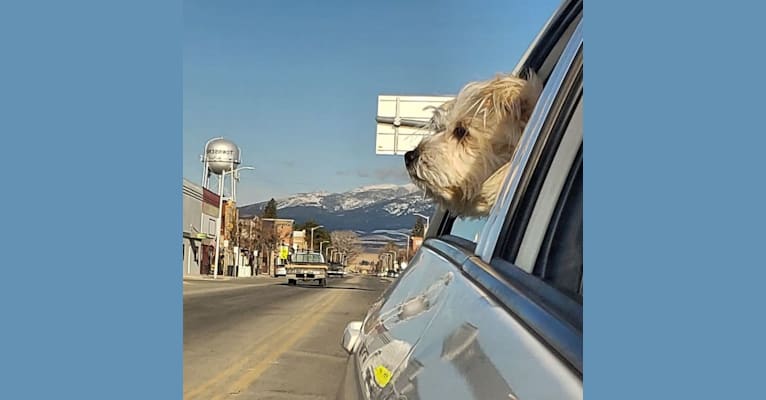 Photo of Oliver, a Miniature Schnauzer, Russell-type Terrier, and Pekingese mix in Missoula, Montana, USA