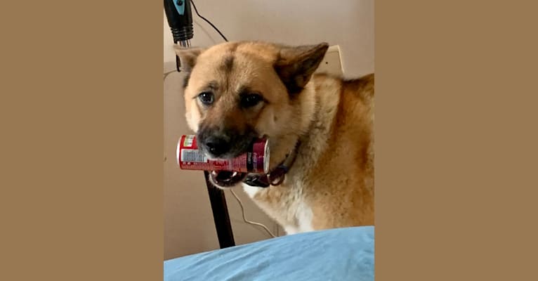 Kira So Fancy, an Akita Group tested with EmbarkVet.com