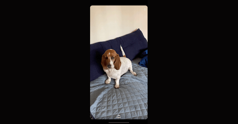 Leia, a Basset Hound tested with EmbarkVet.com