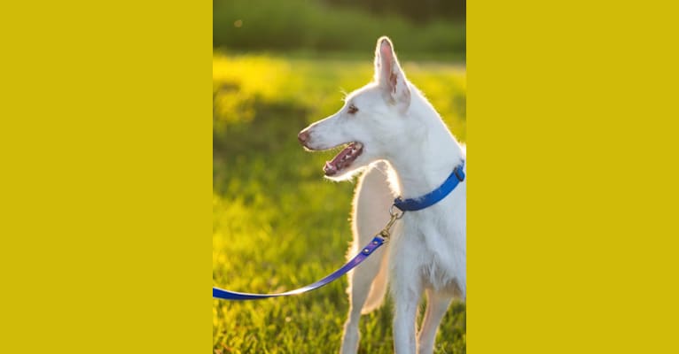 Talco, a Western European Village Dog and Ibizan Hound mix tested with EmbarkVet.com