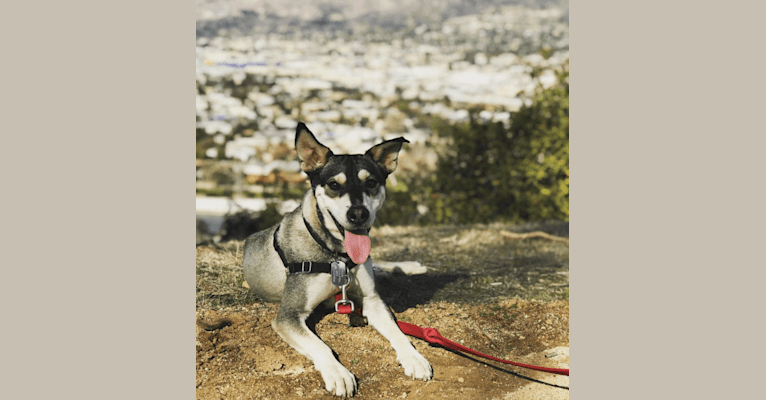 Kita, an American Pit Bull Terrier and Siberian Husky mix tested with EmbarkVet.com