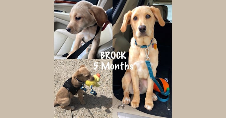 Brock, a Labrador Retriever and Rottweiler mix tested with EmbarkVet.com