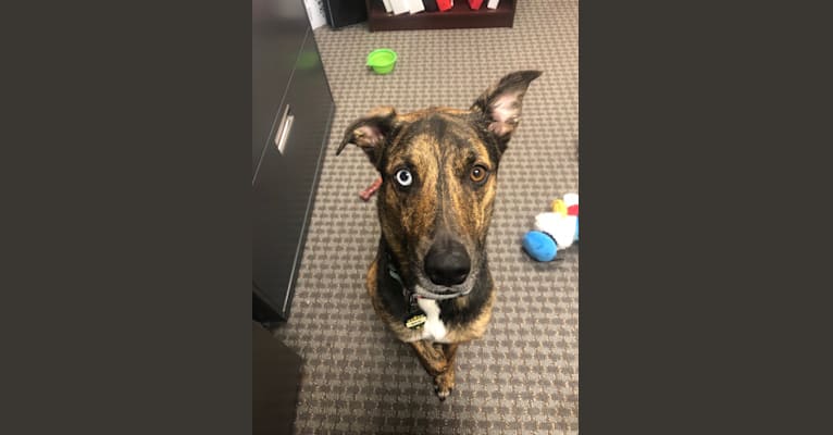 Waldo, a German Shepherd Dog and Dalmatian mix tested with EmbarkVet.com