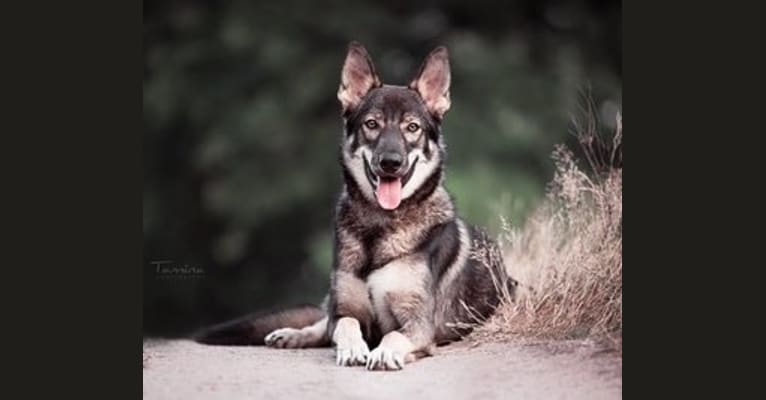 Yukon, a German Shepherd Dog and Siberian Husky mix tested with EmbarkVet.com