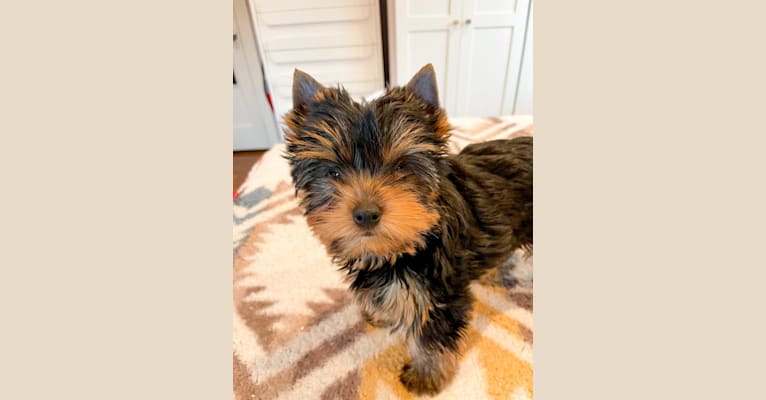 Abbey, a Yorkshire Terrier tested with EmbarkVet.com