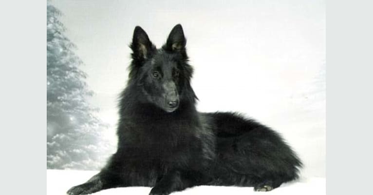 Casi, a Belgian Shepherd tested with EmbarkVet.com