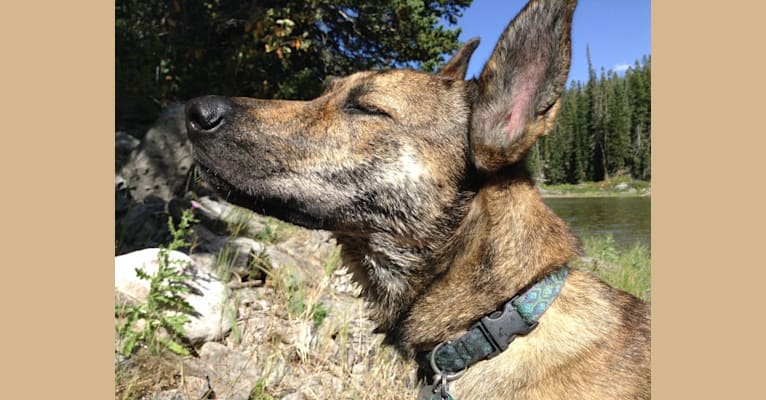 Klio, a German Shepherd Dog and Border Collie mix tested with EmbarkVet.com