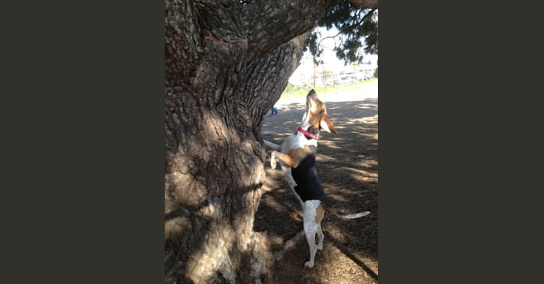 CJ (Calamity Jane), a Treeing Walker Coonhound tested with EmbarkVet.com