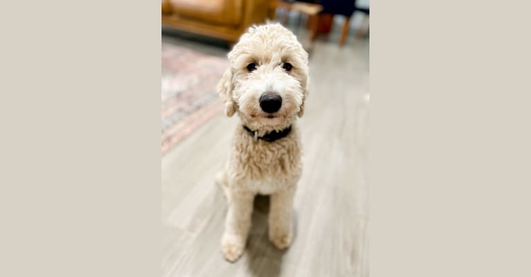 Heidi Lily, a Goldendoodle tested with EmbarkVet.com