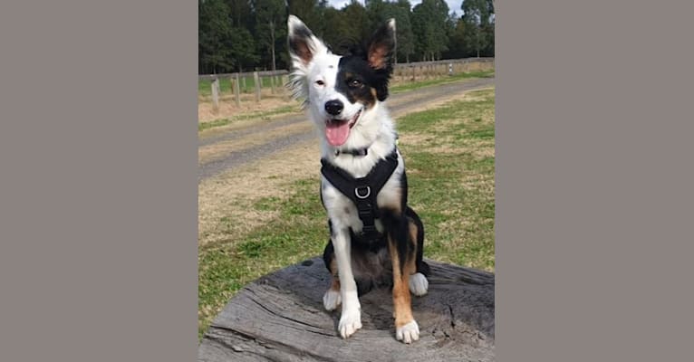Long sale haired koolie