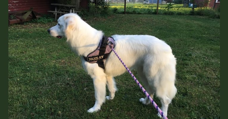 Moana, a Great Pyrenees and Anatolian Shepherd Dog mix tested with EmbarkVet.com