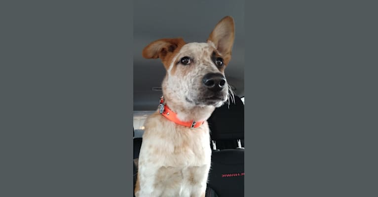 Woody, an Australian Cattle Dog and Boxer mix tested with EmbarkVet.com