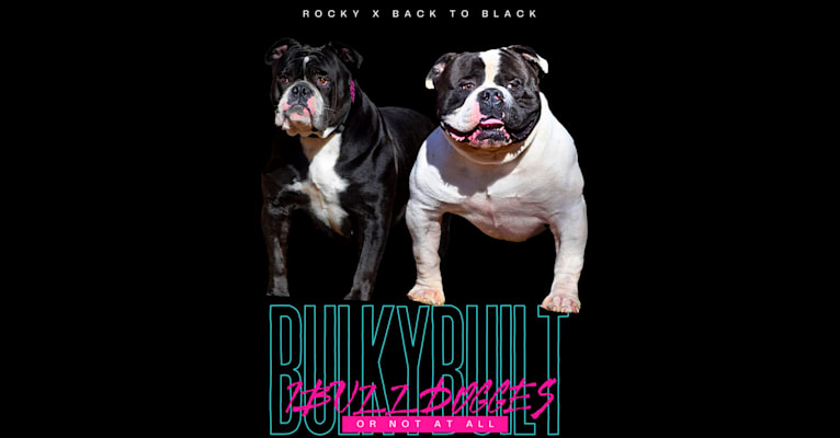 ROCKY, an American Bulldog and Bulldog mix tested with EmbarkVet.com
