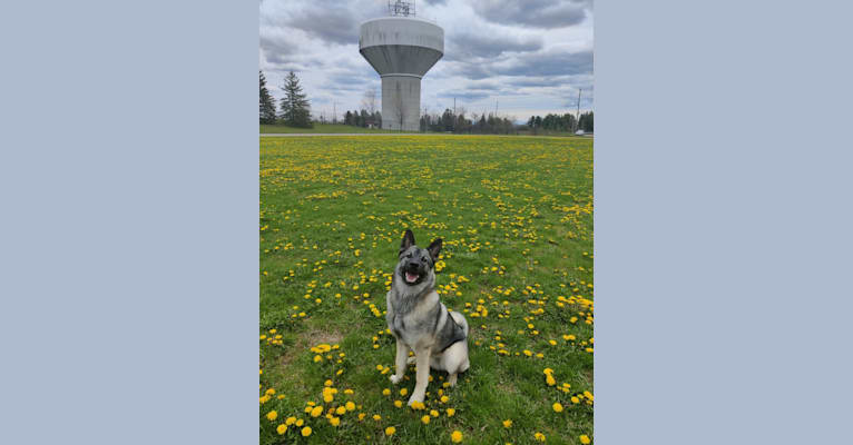 Bjorn, a Norwegian Elkhound tested with EmbarkVet.com