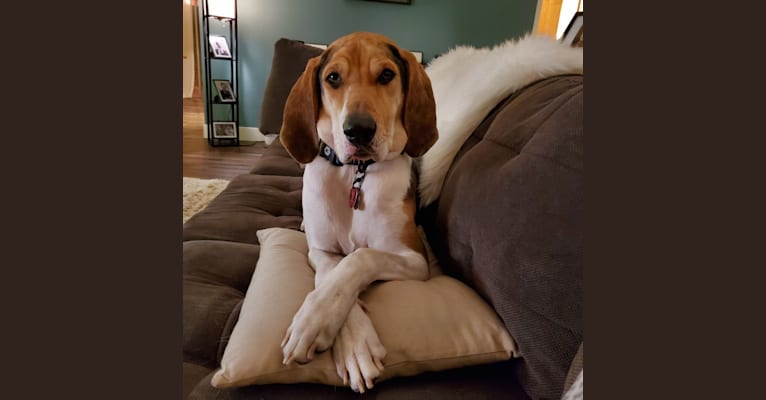 Photo of Finn, an American Leopard Hound  in Whitefish, Montana, USA