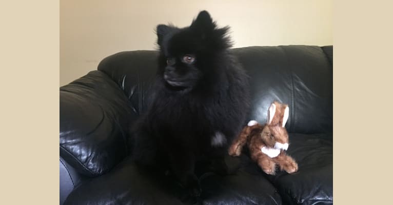 Marlin, a Pomeranian tested with EmbarkVet.com