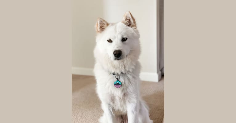 Haley, a Japanese or Korean Village Dog and Akita Inu mix tested with EmbarkVet.com