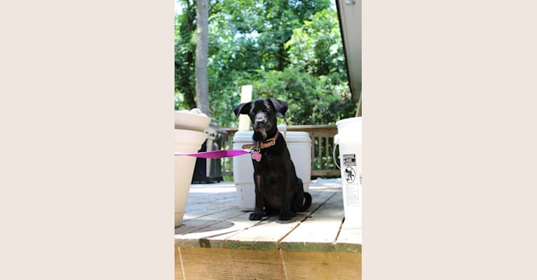 Beaker, a Chow Chow and German Shepherd Dog mix tested with EmbarkVet.com