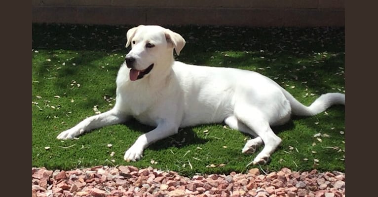 Photo of Violet, a Great Pyrenees, Chow Chow, Australian Cattle Dog, and Mixed mix in New Mexico, USA