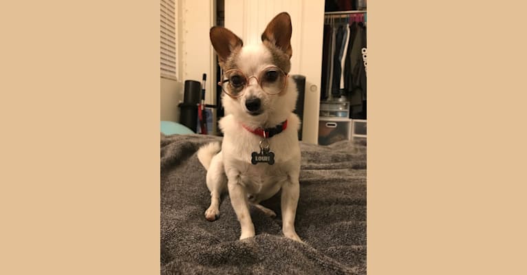 Photo of Louis, a Pomeranian, Chihuahua, Poodle (Small), Miniature Pinscher, and Mixed mix in California, USA