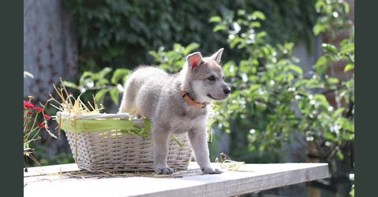 Tala, a Saarloos Wolfdog tested with EmbarkVet.com